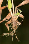 Lindheimer panicgrass